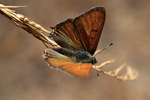 cloudy tailed-copper.jpg